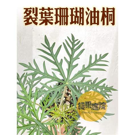 細裂葉珊瑚油桐|細裂葉珊瑚油桐